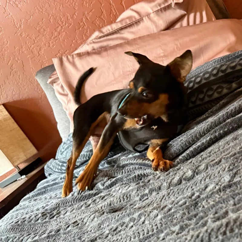 IzzyIggy
