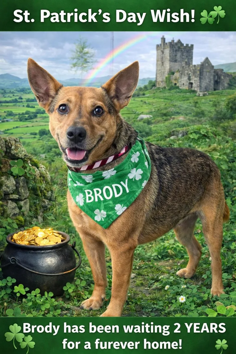 Brody thumbnail 5