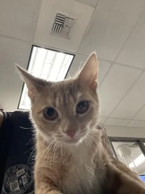A baby small-sized male Domestic Short Hair cat named Samuel for adoption in Van Nuys, CA