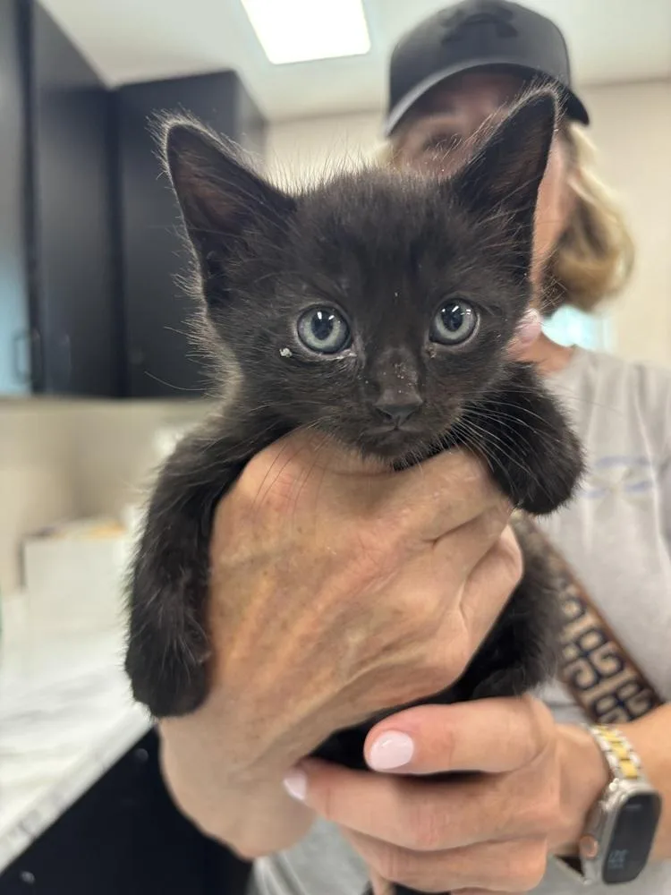 A baby small-sized male Domestic Short Hair cat named Rile for adoption in Dallas, TX
