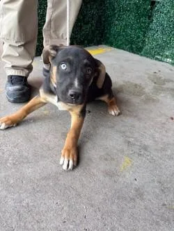 A baby small-sized female Black German Shepherd Dog dog named 61299728 for adoption in El Paso, TX
