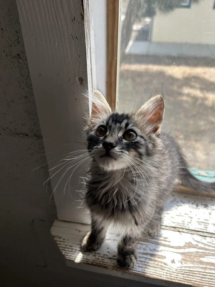 A baby small-sized male Tabby (Brown / Chocolate) Domestic Medium Hair cat named George for adoption in Ontario, CA