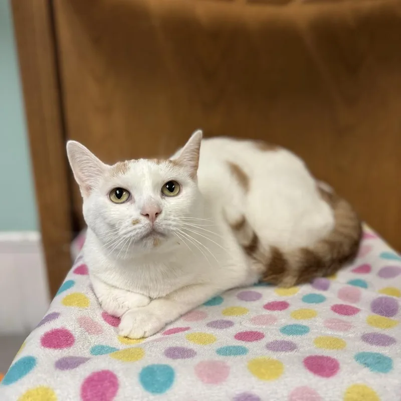 An adult medium-sized female White Domestic Short Hair cat named Abilene for adoption in Fargo, ND