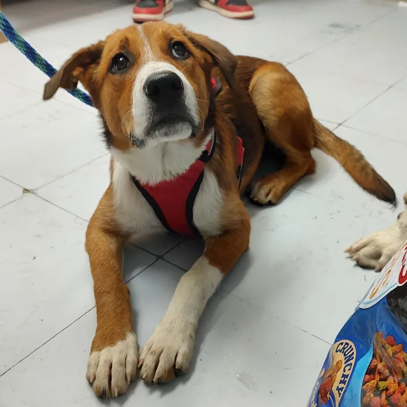 A baby medium-sized female Red / Chestnut / Orange Mixed Breed dog named D for adoption in Corsicana, TX