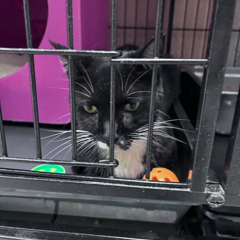 A senior medium-sized female Black Domestic Short Hair cat named Blythe for adoption in Columbus, NC