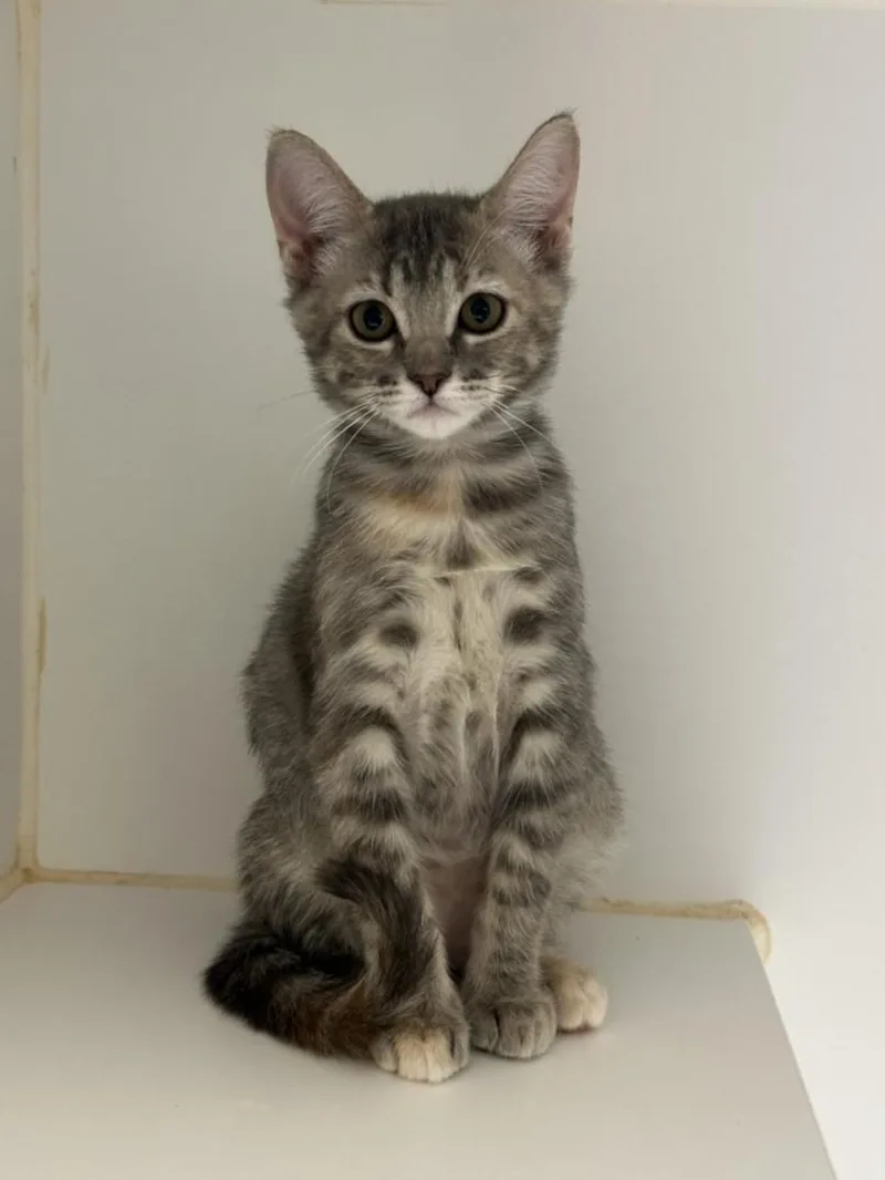 A baby small-sized female Domestic Short Hair cat named Angela for adoption in Texas City, TX