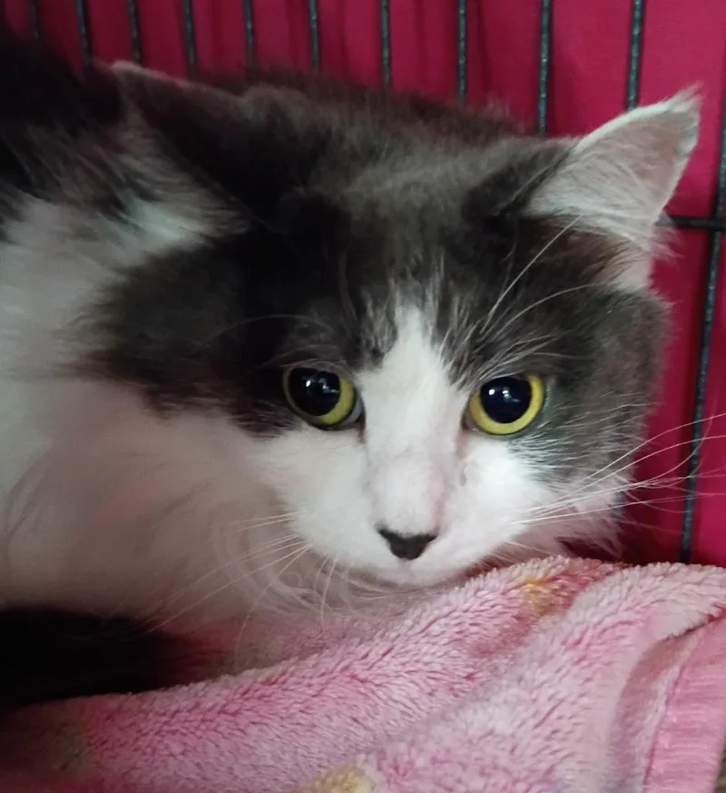 An adult medium-sized female Domestic Long Hair cat named Jodie Pawster for adoption in Hamilton, OH