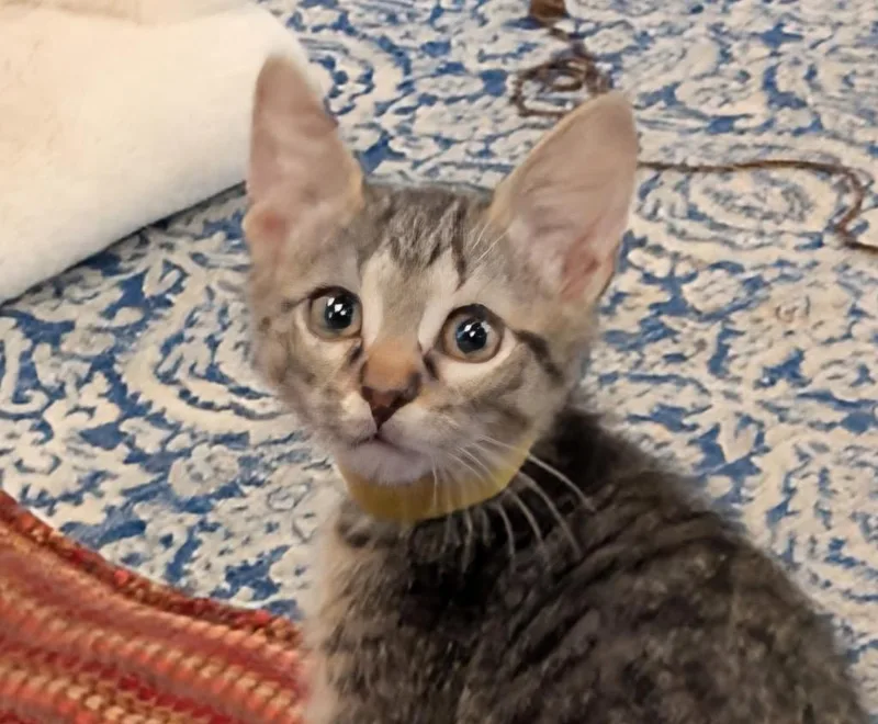 A baby medium-sized male Domestic Short Hair cat named Brandon for adoption in Spring, TX