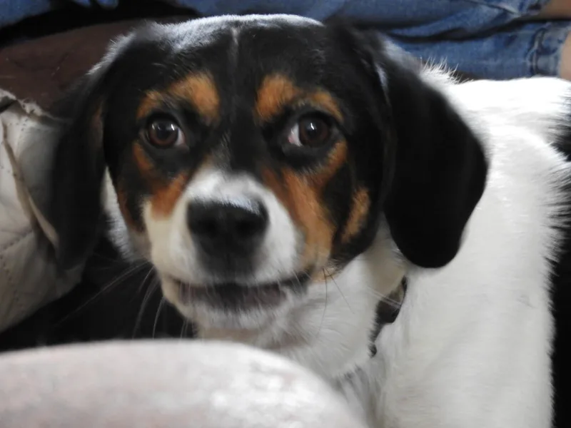 Sparky