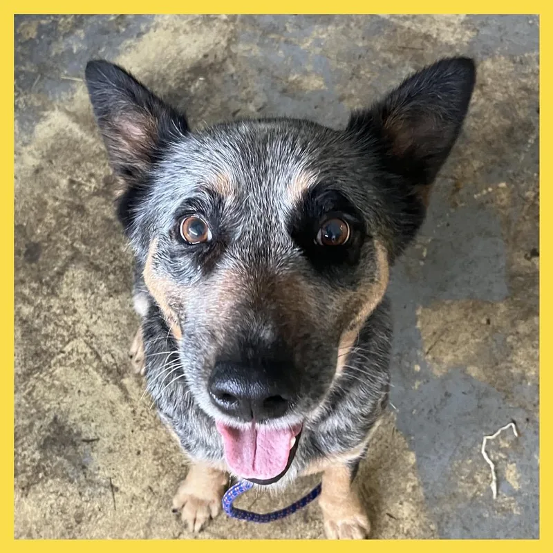 An adult medium-sized female Gray / Blue / Silver Australian Cattle Dog / Blue Heeler dog named Cora for adoption in Volcano, HI