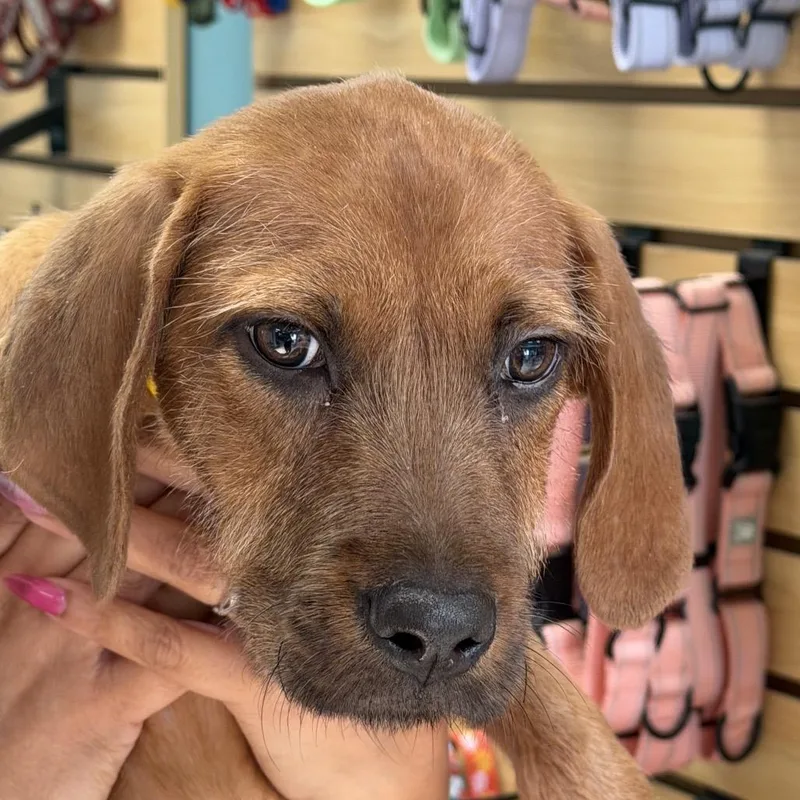 A baby small-sized female Brown / Chocolate Hound dog named Poppy for adoption in Columbus, GA
