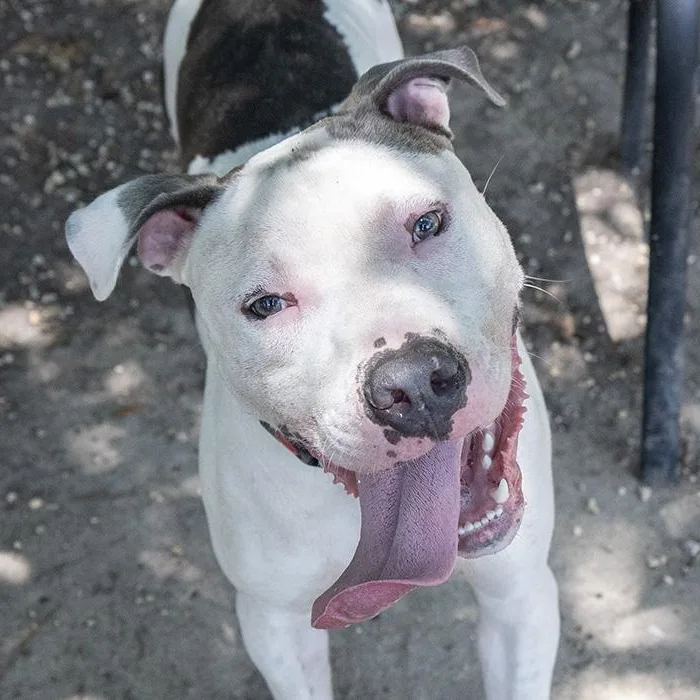 Sparky Mcpuff thumbnail 2