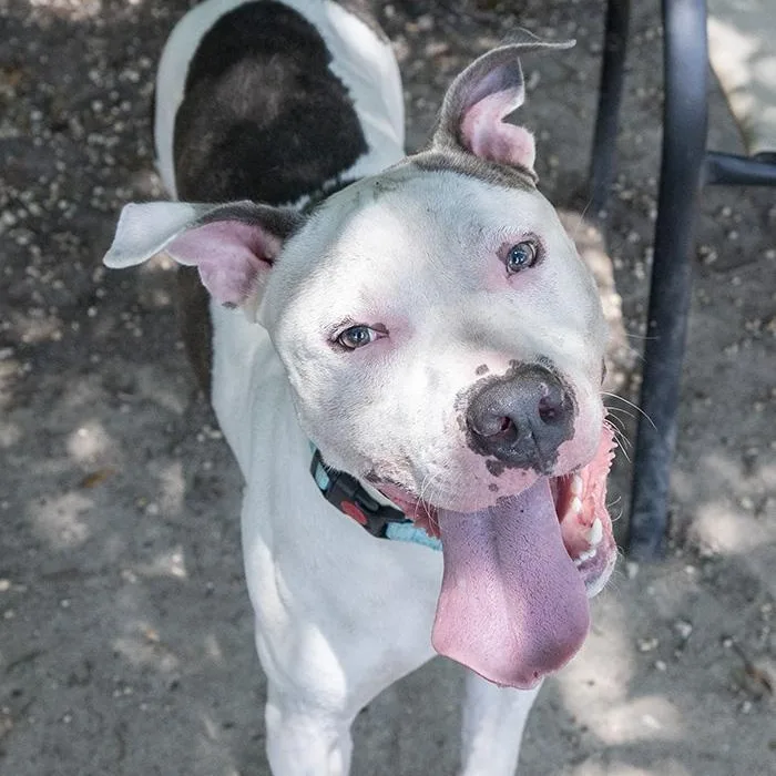 Sparky Mcpuff thumbnail 3