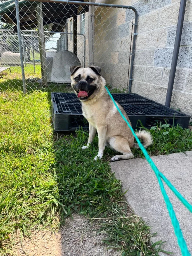 A young medium-sized male Pug dog named Oscar for adoption in Shorewood, IL