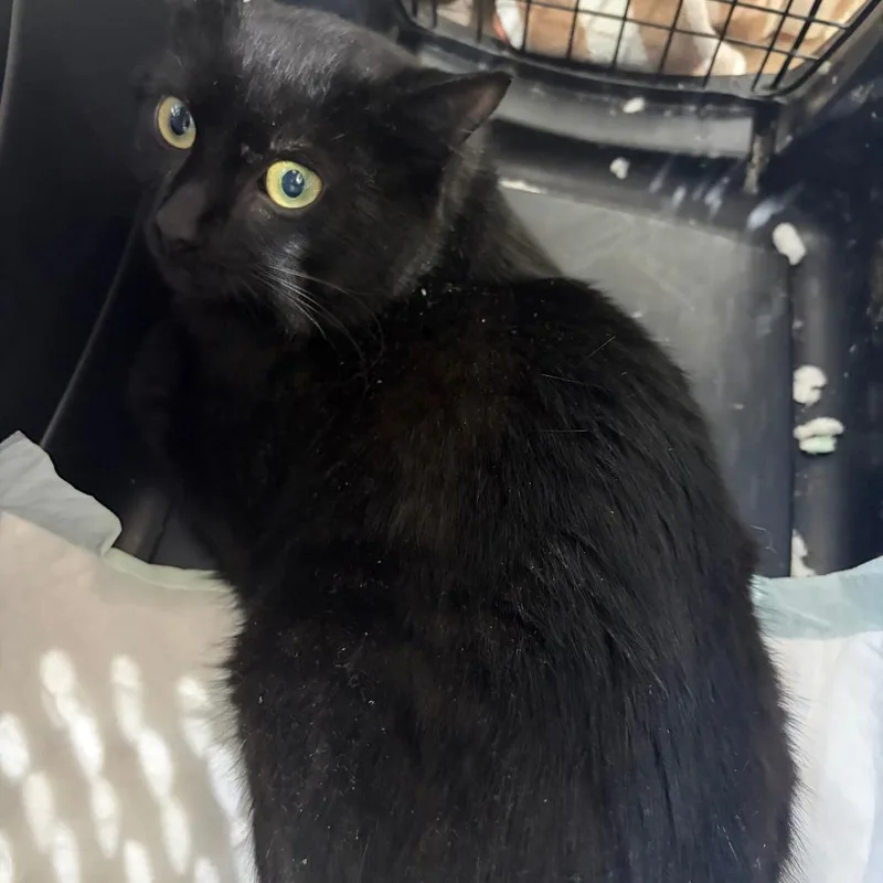 A young small-sized male Black Domestic Medium Hair cat named Pit Stop for adoption in Brooklyn, NY