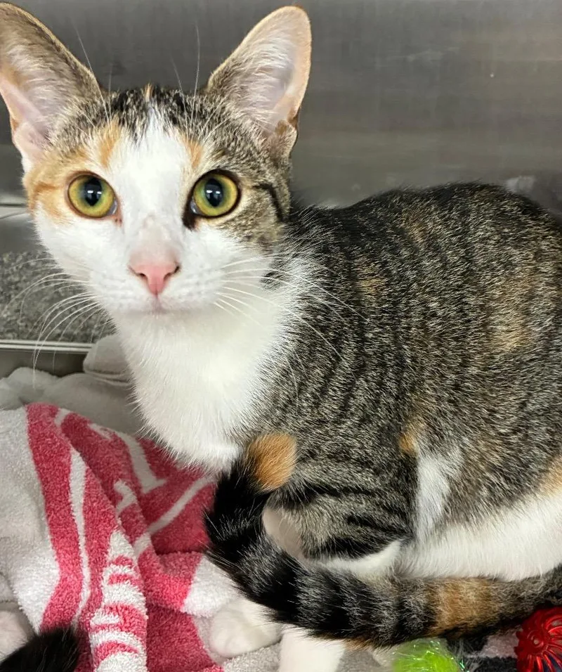 A baby medium-sized female Domestic Short Hair cat named Uno for adoption in Hartsville, SC