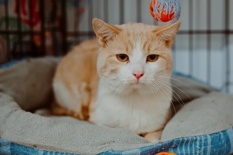 A baby medium-sized male Orange & White Tabby cat named Bandicoot for adoption in Le Mars, IA