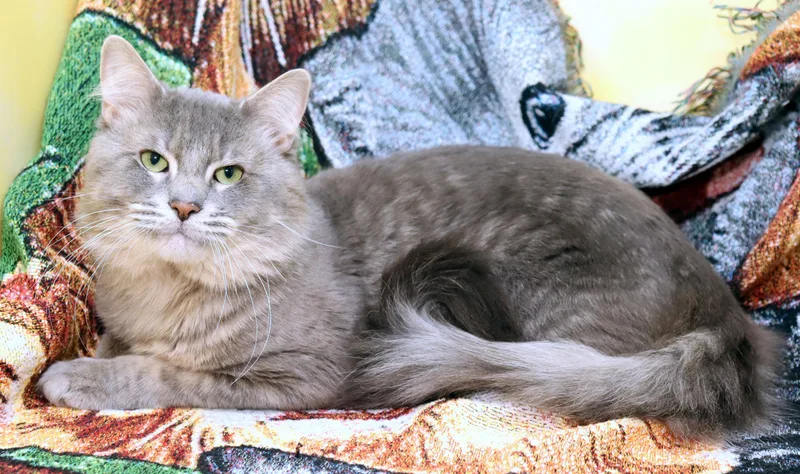 Mr. Fluff thumbnail 2