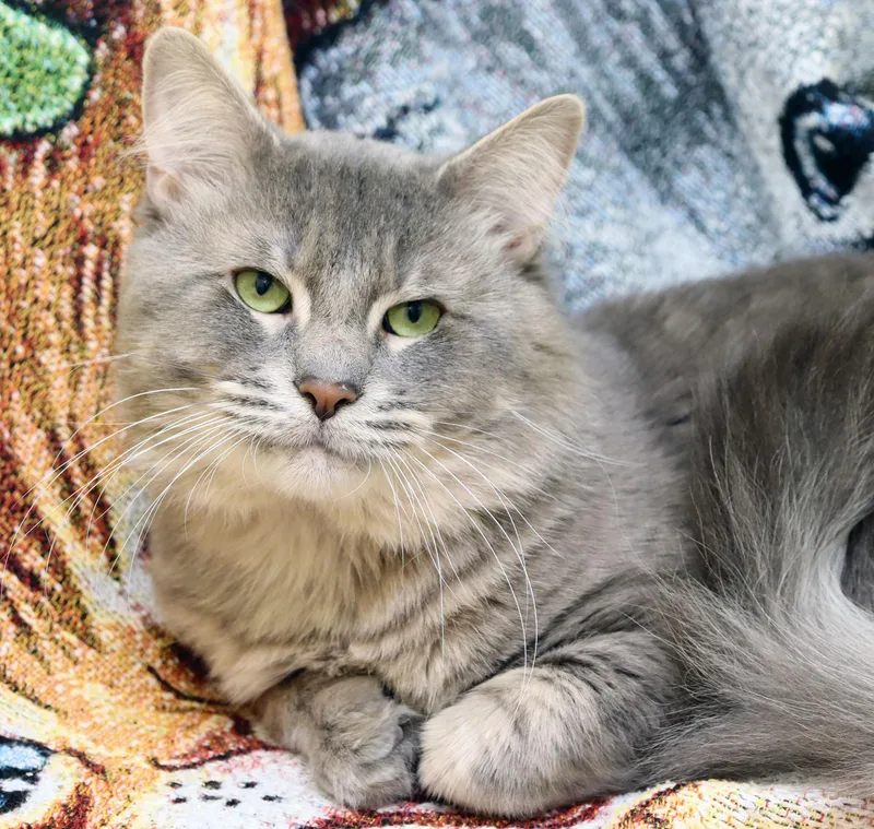 An adult large-sized male Tabby (Gray / Blue / Silver) Domestic Medium Hair cat named Mr. Fluff for adoption in Tierra Verde, FL