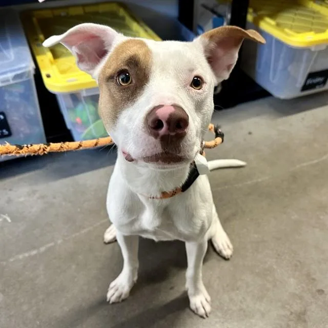A young large-sized male Pit Bull Terrier dog named Antonio for adoption in Mesa, AZ
