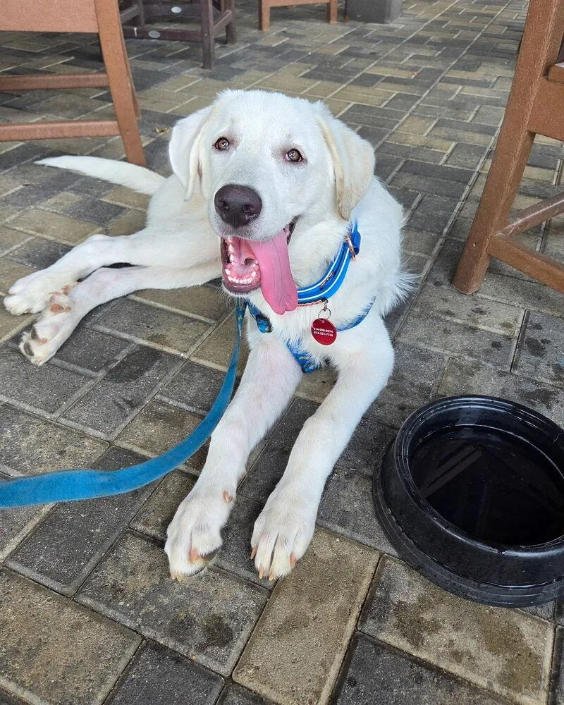 A young large-sized male White / Cream Great Pyrenees dog named Francisco “frank” for adoption in Richardson, TX