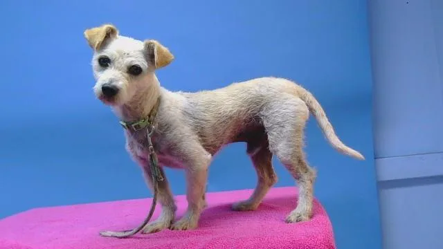 An adult small-sized male Terrier dog named Scooter for adoption in Gardena, CA