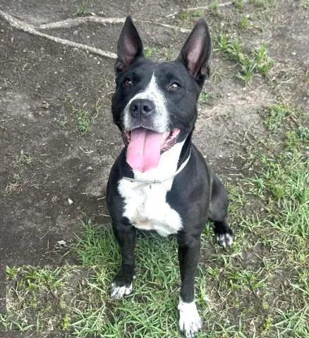 An adult medium-sized female Pit Bull Terrier dog named Medusa for adoption in Conroe, TX