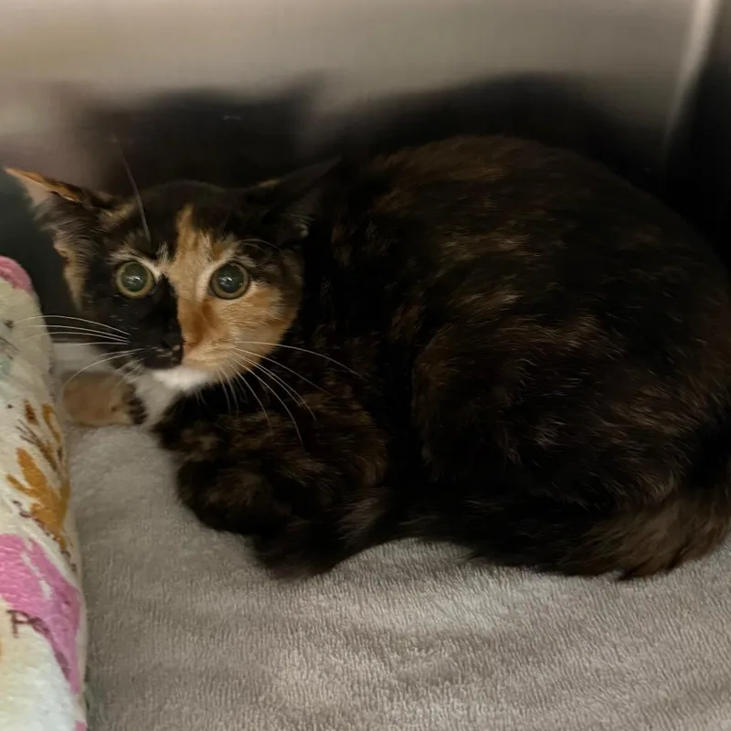 A baby small-sized female Calico Domestic Short Hair cat named Robin for adoption in Sarasota, FL
