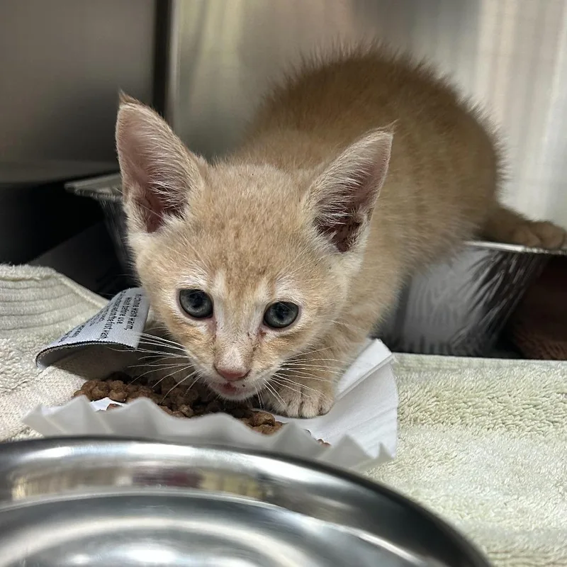 A baby small-sized male Orange / Red Domestic Short Hair cat named Cream Puff for adoption in Asheville, NC