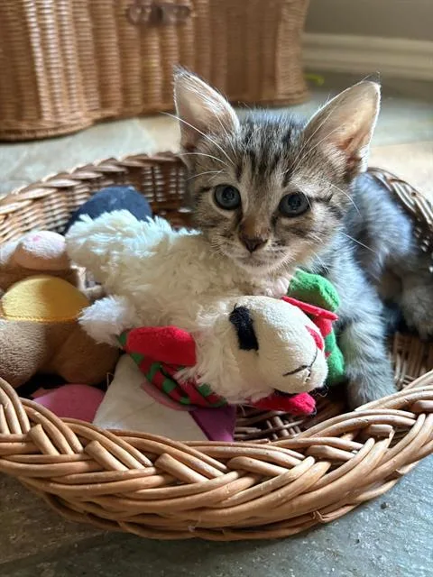 A baby small-sized female Domestic Short Hair cat named Peyton for adoption in Tustin, CA