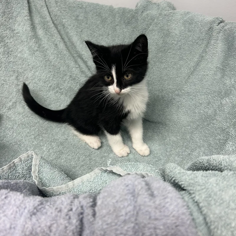 A baby small-sized male Black Domestic Short Hair cat named Penguin for adoption in Mineral Point, WI