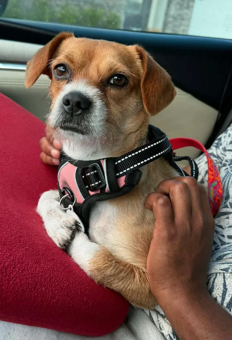 Bindi