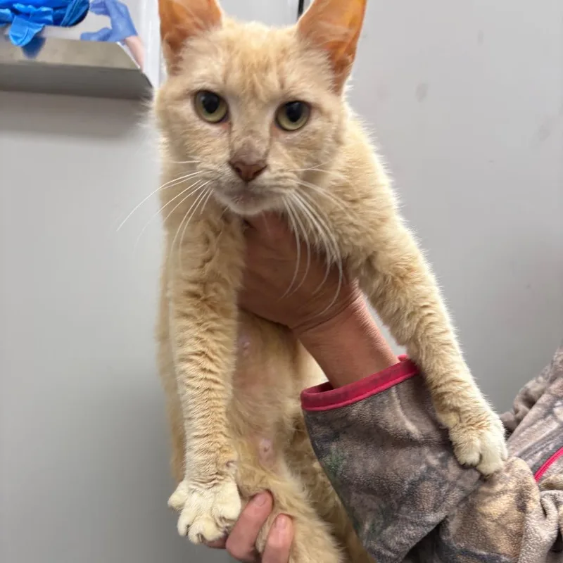 A senior small-sized female Buff / Tan / Fawn Domestic Short Hair cat named Dora for adoption in Columbiana, AL