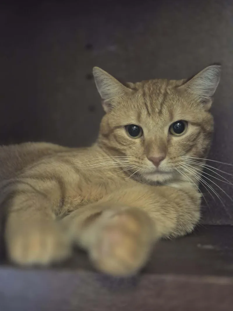 An adult large-sized male Domestic Short Hair cat named Beau for adoption in Clymer, PA