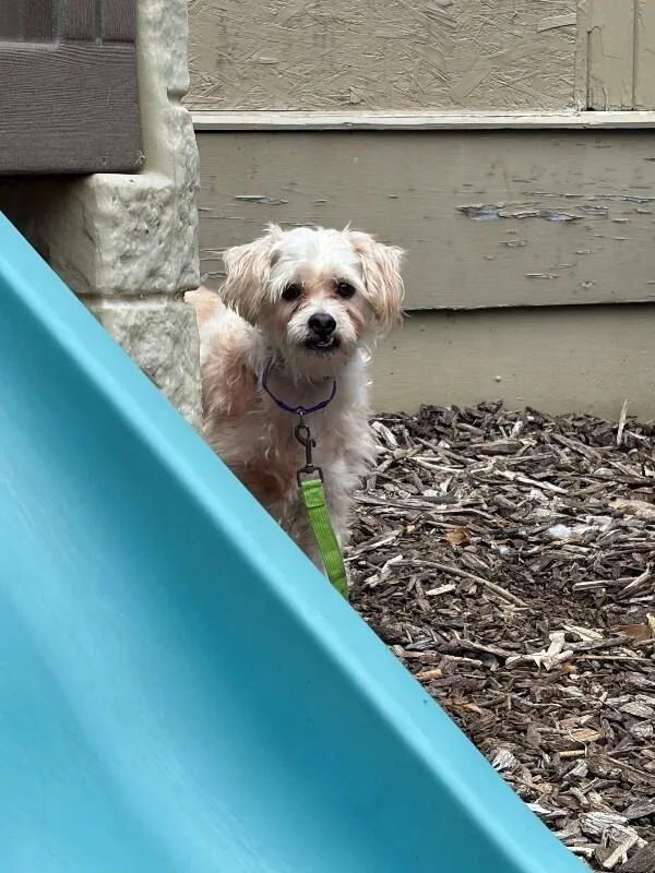 Stinkers thumbnail 3