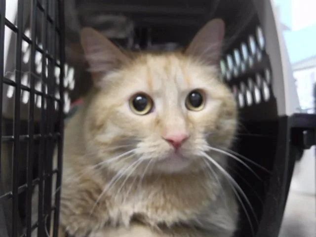An adult large-sized male Domestic Short Hair cat named Gabe for adoption in Omaha, NE