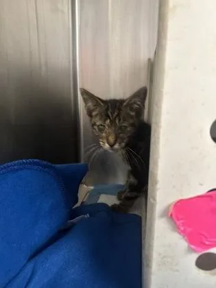 A baby small-sized male Domestic Short Hair cat named Wasabi for adoption in West Chester, PA