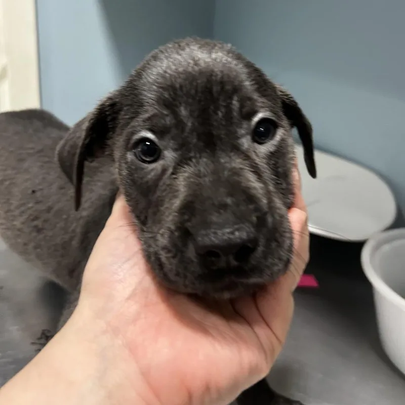A baby small-sized male Gray / Blue / Silver Mixed Breed dog named Carnelian for adoption in Chattanooga, TN