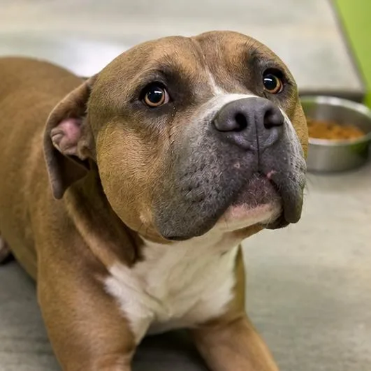 A young medium-sized male Brown / Chocolate Pit Bull Terrier dog named Bea for adoption in San Jacinto, CA
