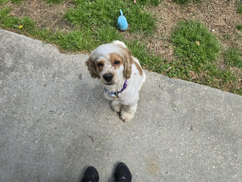 A young small-sized male Yellow / Tan / Blond / Fawn Cocker Spaniel dog named Edgar Allan Poe for adoption in Candler, NC