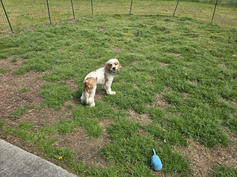 Edgar Allan Poe thumbnail 4