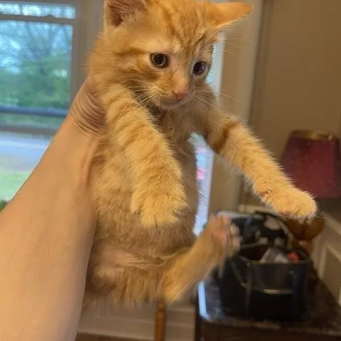 A young medium-sized male Tabby (Orange / Red) Domestic Short Hair cat named Dumpling for adoption in Nutley, NJ