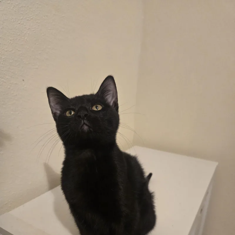 A baby small-sized male Black Domestic Short Hair cat named Saja for adoption in Liverpool, TX