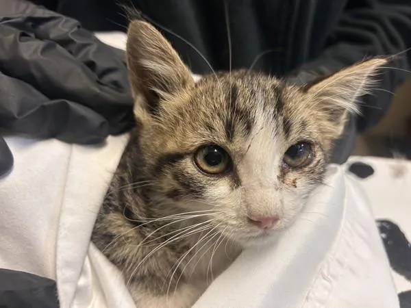A baby small-sized male Domestic Short Hair cat named Bronx for adoption in Oceanside, CA