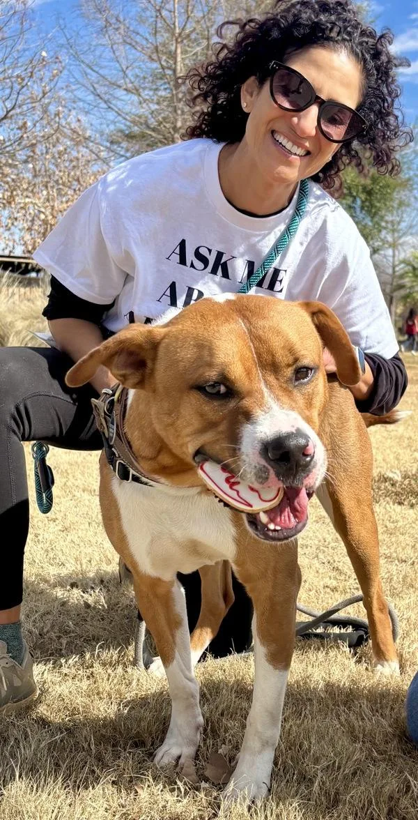 An adult large-sized male Pit Bull Terrier dog named Barry for adoption in Austin, TX
