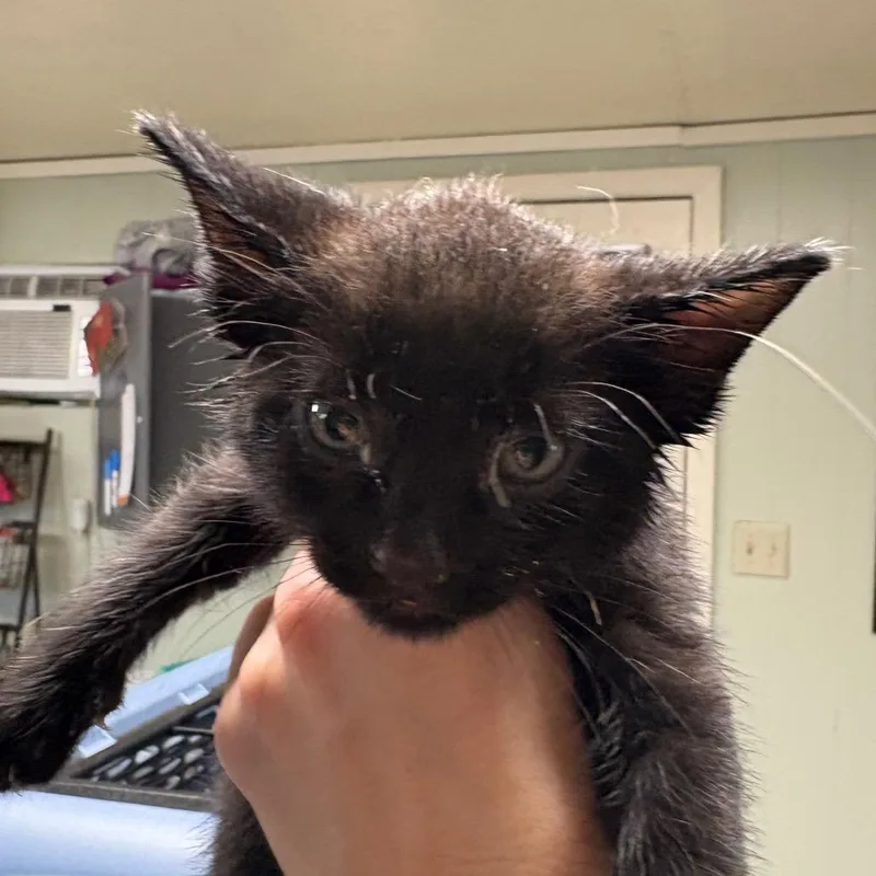 A baby small-sized male Black Domestic Short Hair cat named Cashew for adoption in Mount Juliet, TN