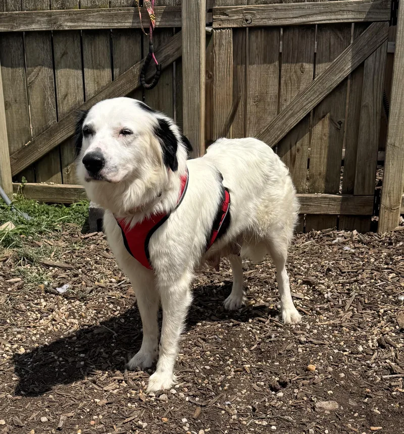 An adult large-sized female Border Collie dog named Molly for adoption in Ellicott City, MD