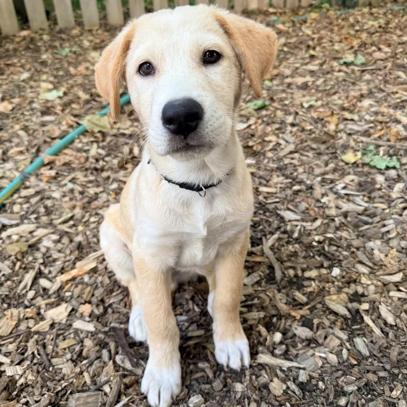 A baby medium-sized male Yellow Labrador Retriever dog named Russet for adoption in Deerfield, IL