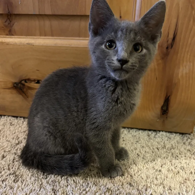 A baby small-sized male Gray / Blue / Silver Domestic Short Hair cat named Reggie Levine for adoption in Morrison, CO