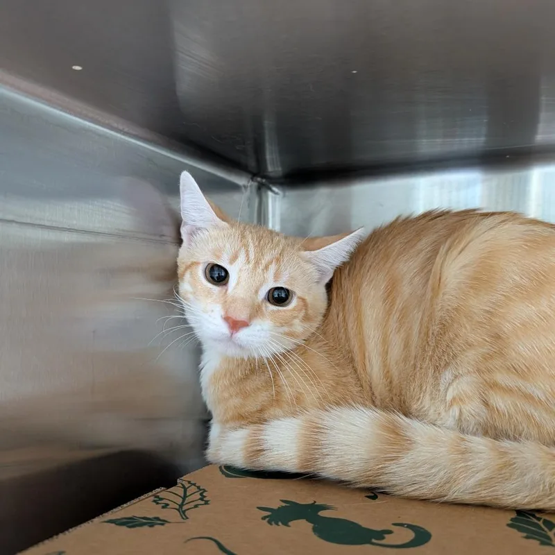 A young medium-sized male Orange / Red Domestic Short Hair cat named Bonfire for adoption in Baltimore, MD